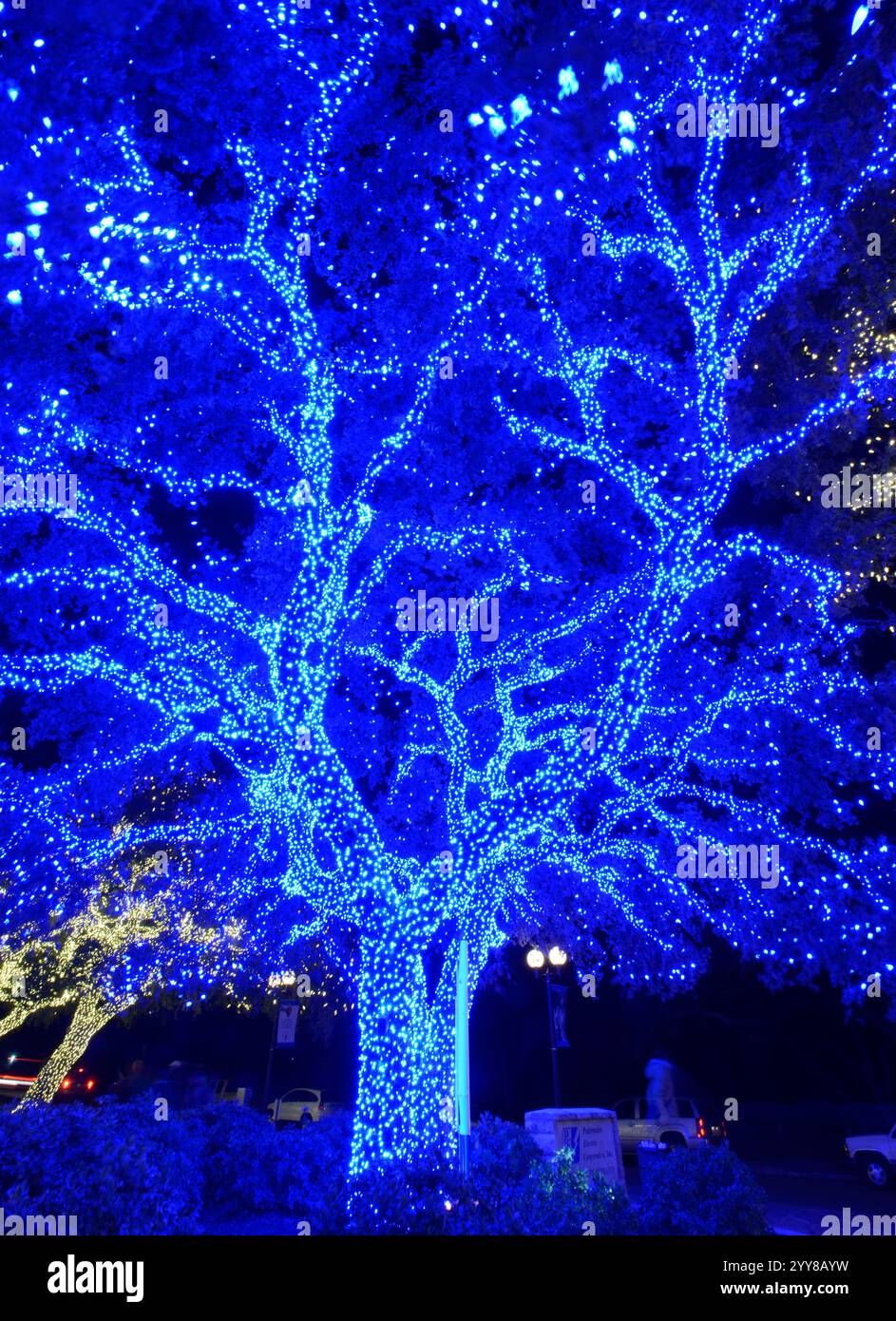 Blue Tree In Johnson City Stockfoto