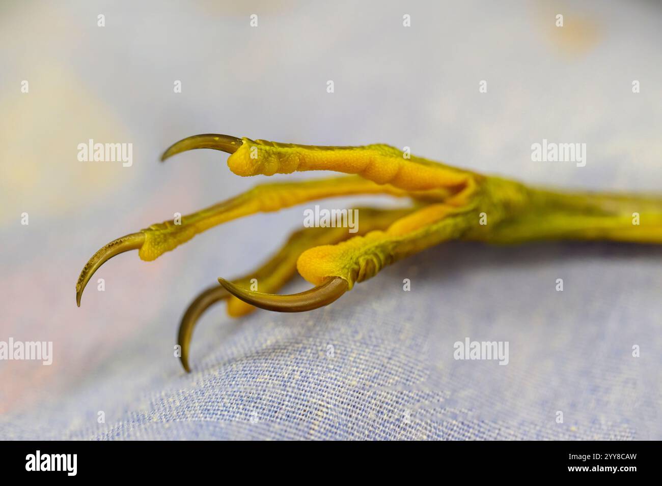 Nahaufnahme des Fußes, der Klauen und der Nägel der kleinen Bitterkeit (Botaurus minutus alias Ixobrychus minutus) Stockfoto