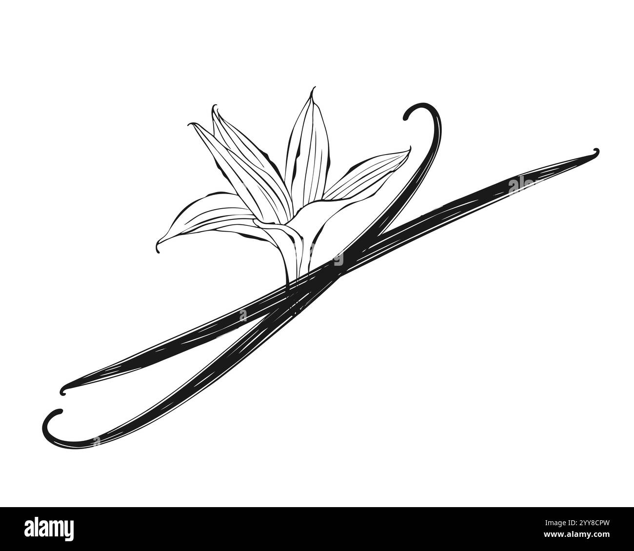 Vanille-Orchideenblume mit Vanillestäbchen. Skizzieren Sie stilisierte Zeichnung isoliert auf weißem Hintergrund. Vektorabbildung Stock Vektor