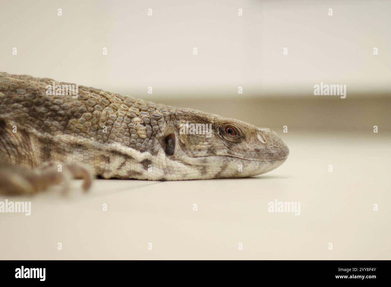 Porträt einer Monitoreidechse, die kostenlos zu Hause ist. Er hat einen schönen Kopf Stockfoto