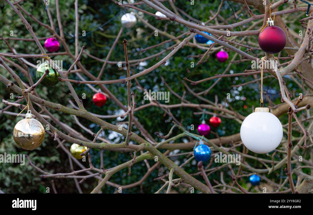 Weihnachtskugeln draußen auf Maulbeerbaum Stockfoto