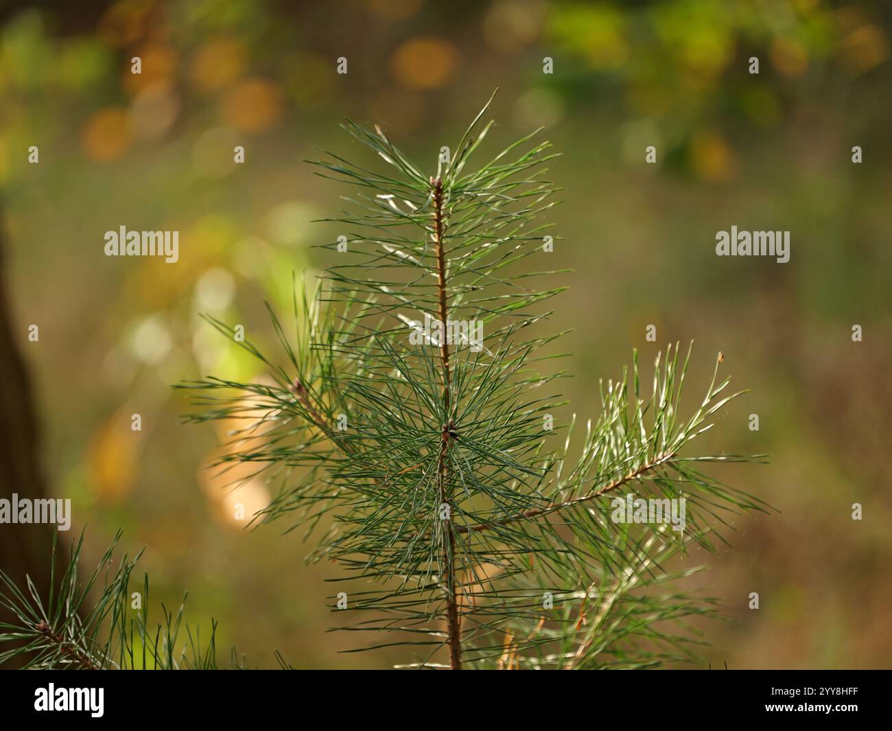 In Rügen sind vor allem die Schottenkiefer (Pinus sylvestris) und die Österreichische Kiefer (Pinus nigra) häufig zu finden. Kiefernwälder auf Rügen sind ein Ziel Stockfoto