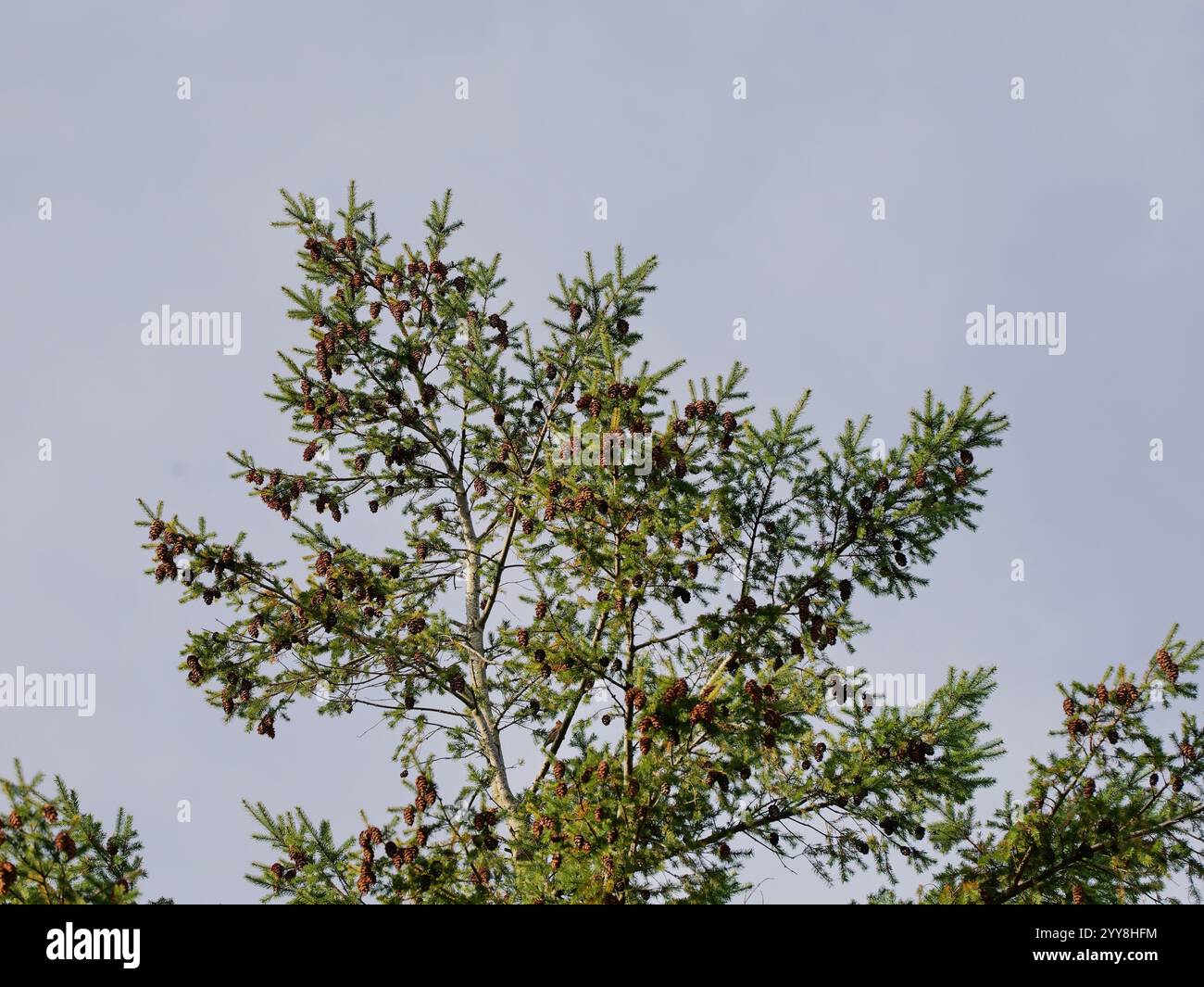 In Rügen sind vor allem die Schottenkiefer und die Österreichische Kiefer (Pinus nigra) häufig zu finden. Kiefernwälder sind ein Reiseziel für Naturtourismus und Vis Stockfoto