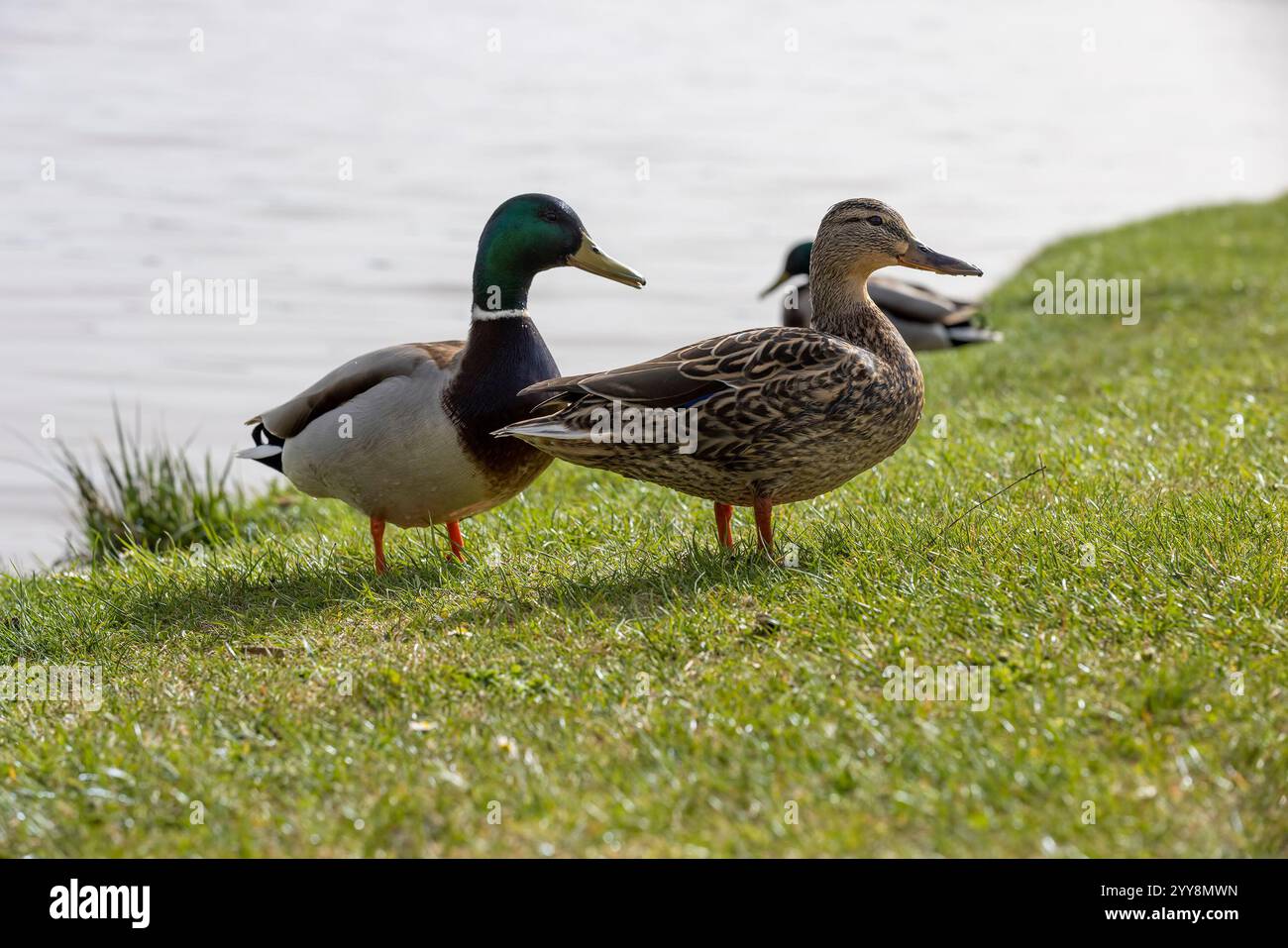 Wilde Enten am Ufer des Sees in der Sommersaison entspannen sich mehrere wilde Entenvögel am Ufer Stockfoto