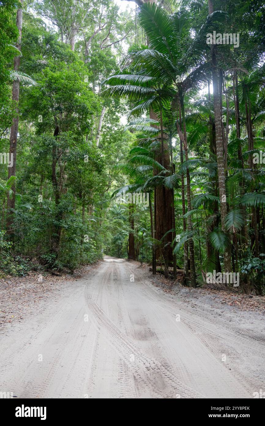 Geländewagen-Sandstraßenweg durch den Regenwald, K'gari Fraser Island National Park, Queensland Australien, Offroad-Camping-Reiseziel Stockfoto