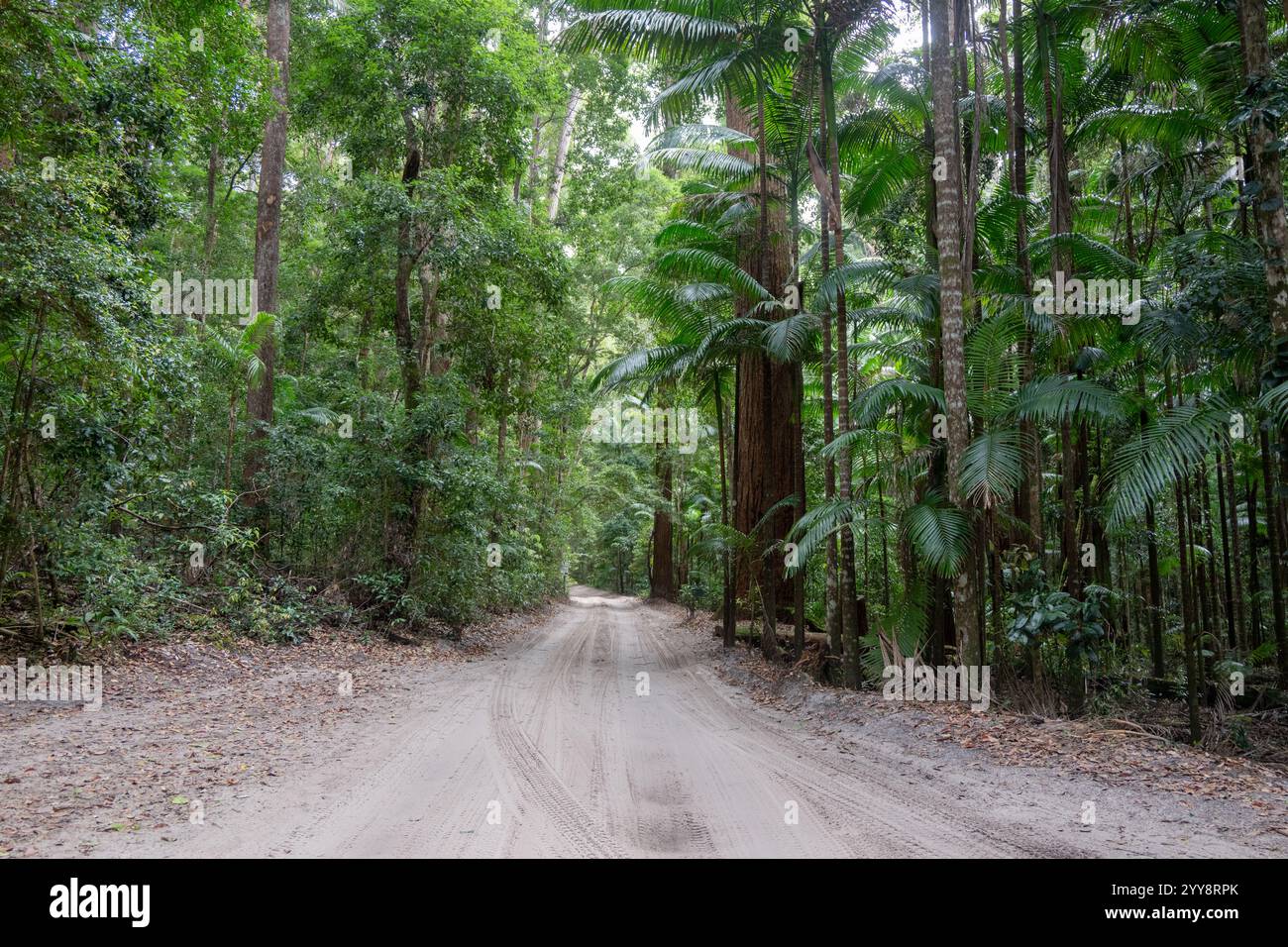 Geländewagen-Sandstraßenweg durch den Regenwald, K'gari Fraser Island National Park, Queensland Australien, Offroad-Camping-Reiseziel Stockfoto
