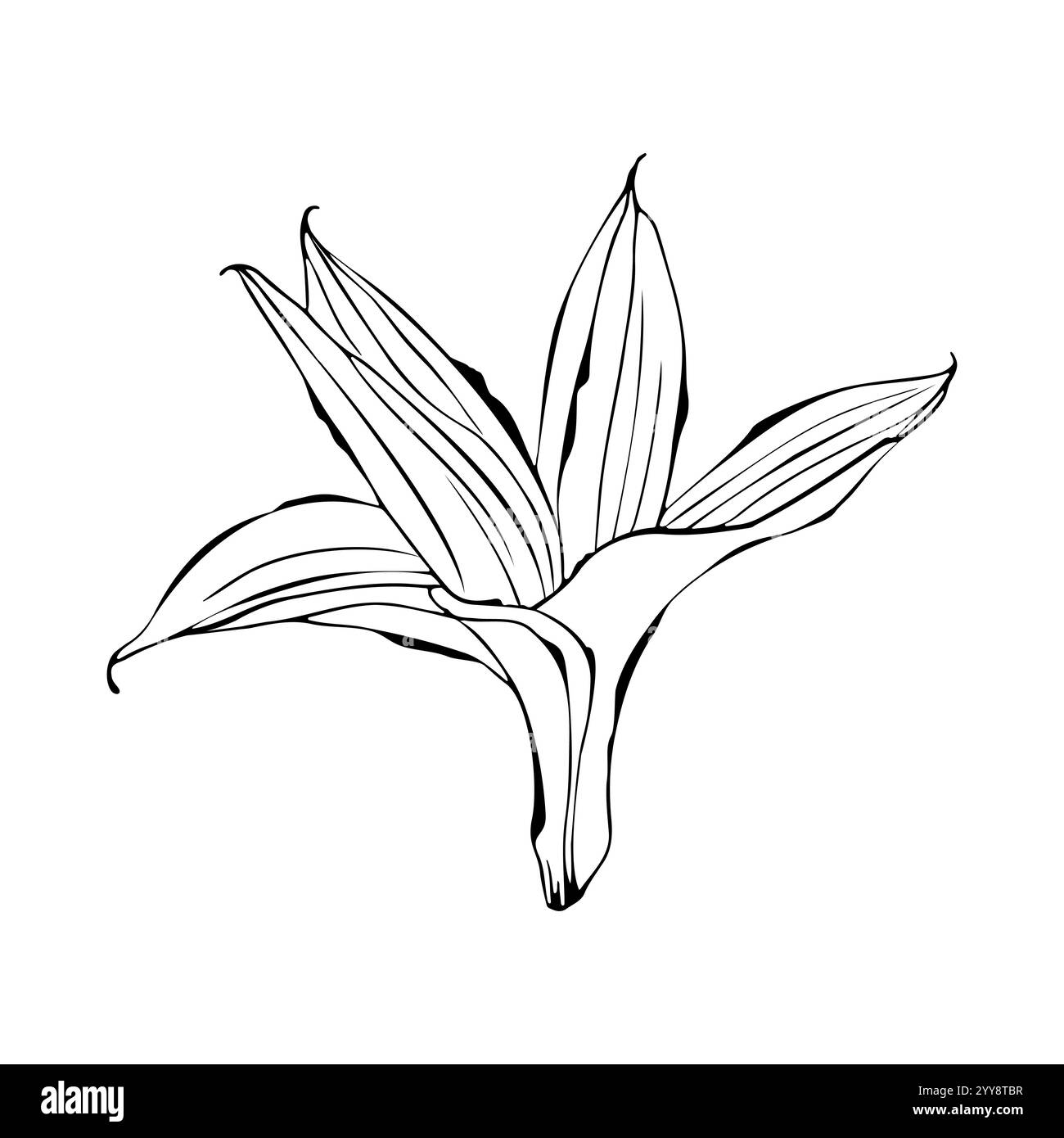 Vanille Orchideenlilienblume, Kontur stilisierte Handzeichnung, isoliert auf weißem Hintergrund. Vektorabbildung Stock Vektor