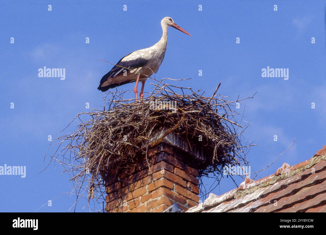 Ungarn, Weißstörche (Ciconia ciconia) in einem Nest auf einem Telegrafenmast oder Schornstein sind in vielen Dörfern in ganz Ungarn zu sehen. Die Vögel haben toll Stockfoto