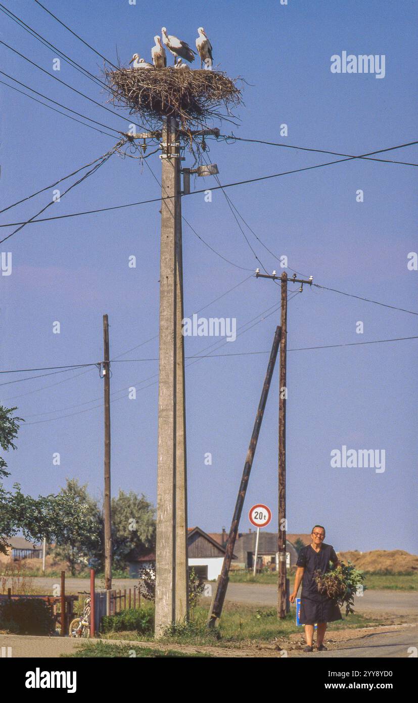 Ungarn, Weißstörche (Ciconia ciconia) in einem Nest auf einem Telegrafenmast oder Schornstein sind in vielen Dörfern in ganz Ungarn zu sehen. Die Vögel haben toll Stockfoto