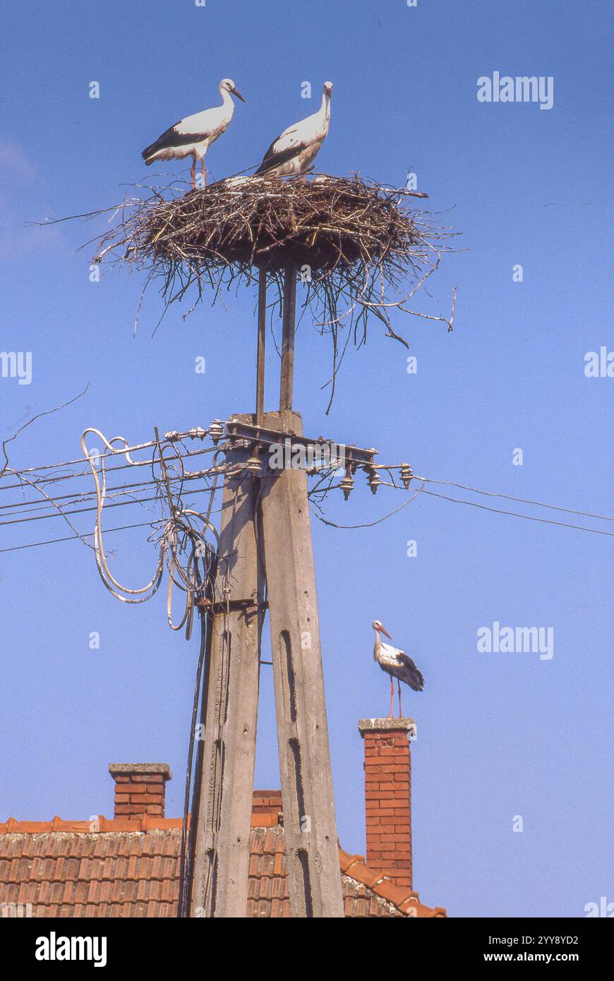 Ungarn, Weißstörche (Ciconia ciconia) in einem Nest auf einem Telegrafenmast oder Schornstein sind in vielen Dörfern in ganz Ungarn zu sehen. Die Vögel haben toll Stockfoto