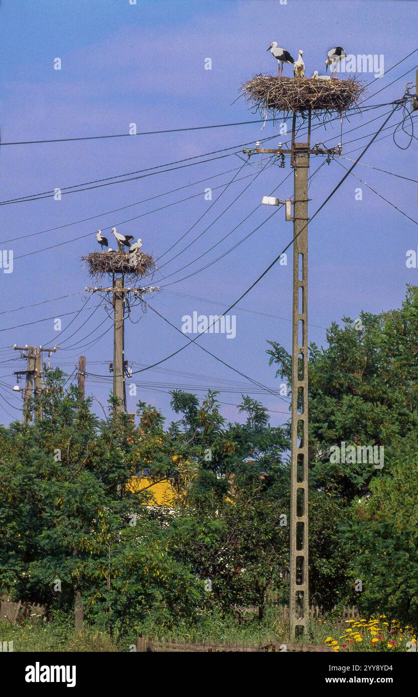 Ungarn, Weißstörche (Ciconia ciconia) in einem Nest auf einem Telegrafenmast oder Schornstein sind in vielen Dörfern in ganz Ungarn zu sehen. Die Vögel haben toll Stockfoto