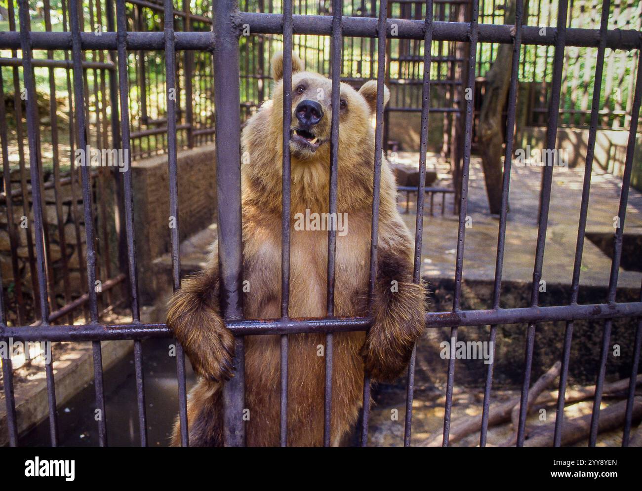 Ungarn, braune Biere im Zoo in Pecs... Die Zoos in Osteuropa sind mit Bieren gefüllt. Die Biere wurden in Gefangenschaft an privaten Orten und spät in der Nacht gehalten Stockfoto