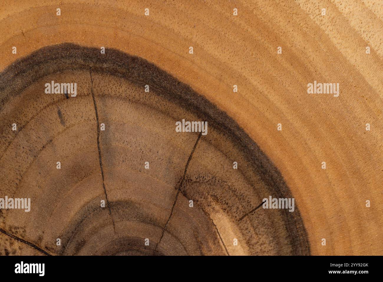 Nussbaum-Oberfläche mit Jahresringen, Teil einer Holzplatte aus Nussbaum Stockfoto