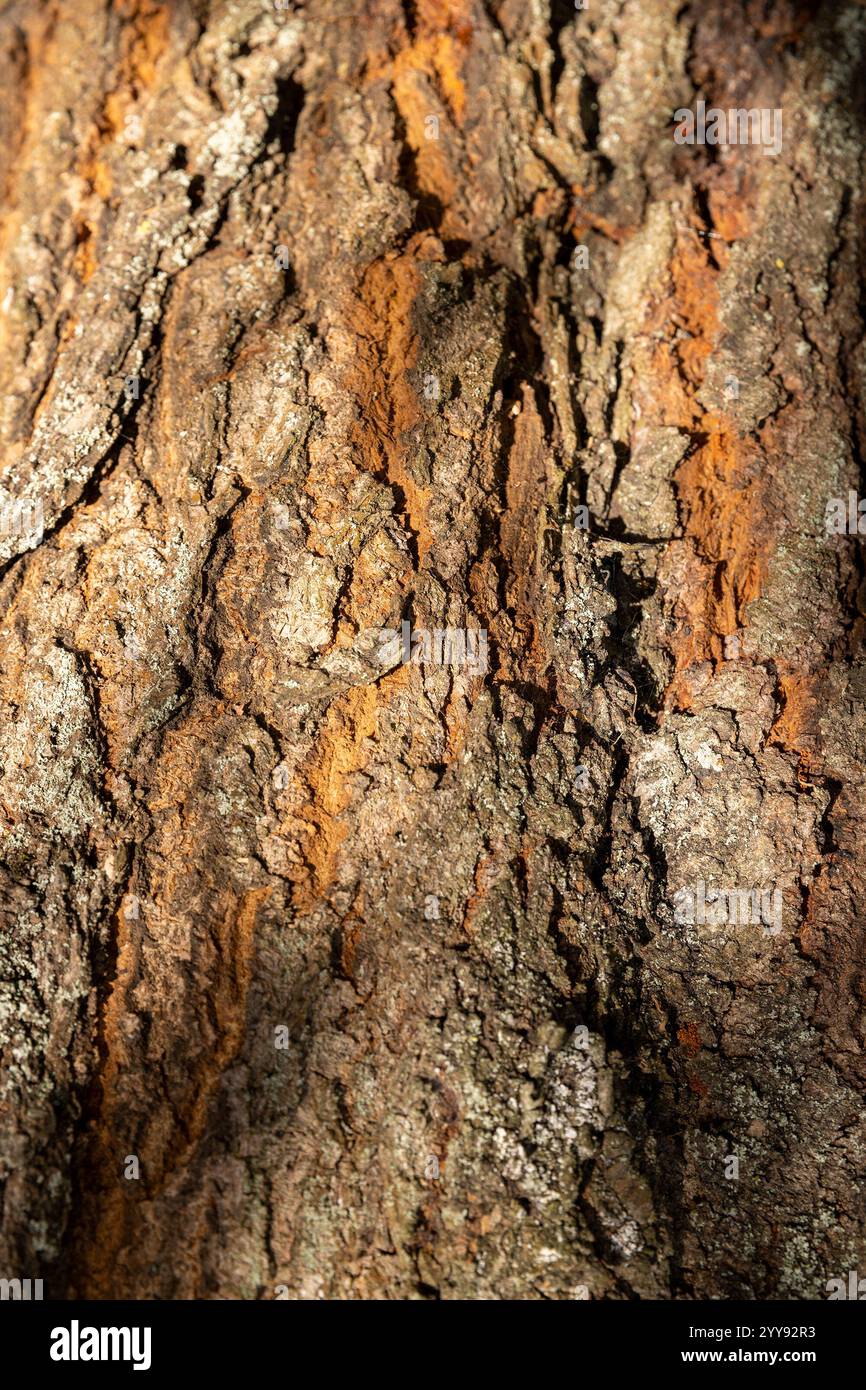 Die Baumrinde in Nahaufnahme, Teil der Rinde eines alten Kirschbaums Stockfoto