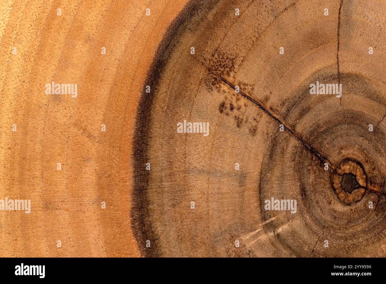 Nussbaum-Oberfläche mit Jahresringen in Nahaufnahme, Teil eines Holzbretts aus Nussbaum-Holz Stockfoto