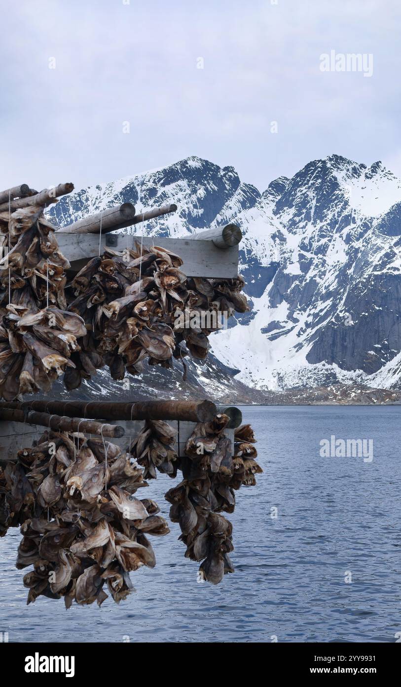 Kabeljauköpfe und Stockfische hängen auf Holzregalen im Freien, traditionelle jahrhundertealte Methoden zum Trocknen von Fisch in der Luft, reine Lofoten Norwegen, Skandinavi Stockfoto