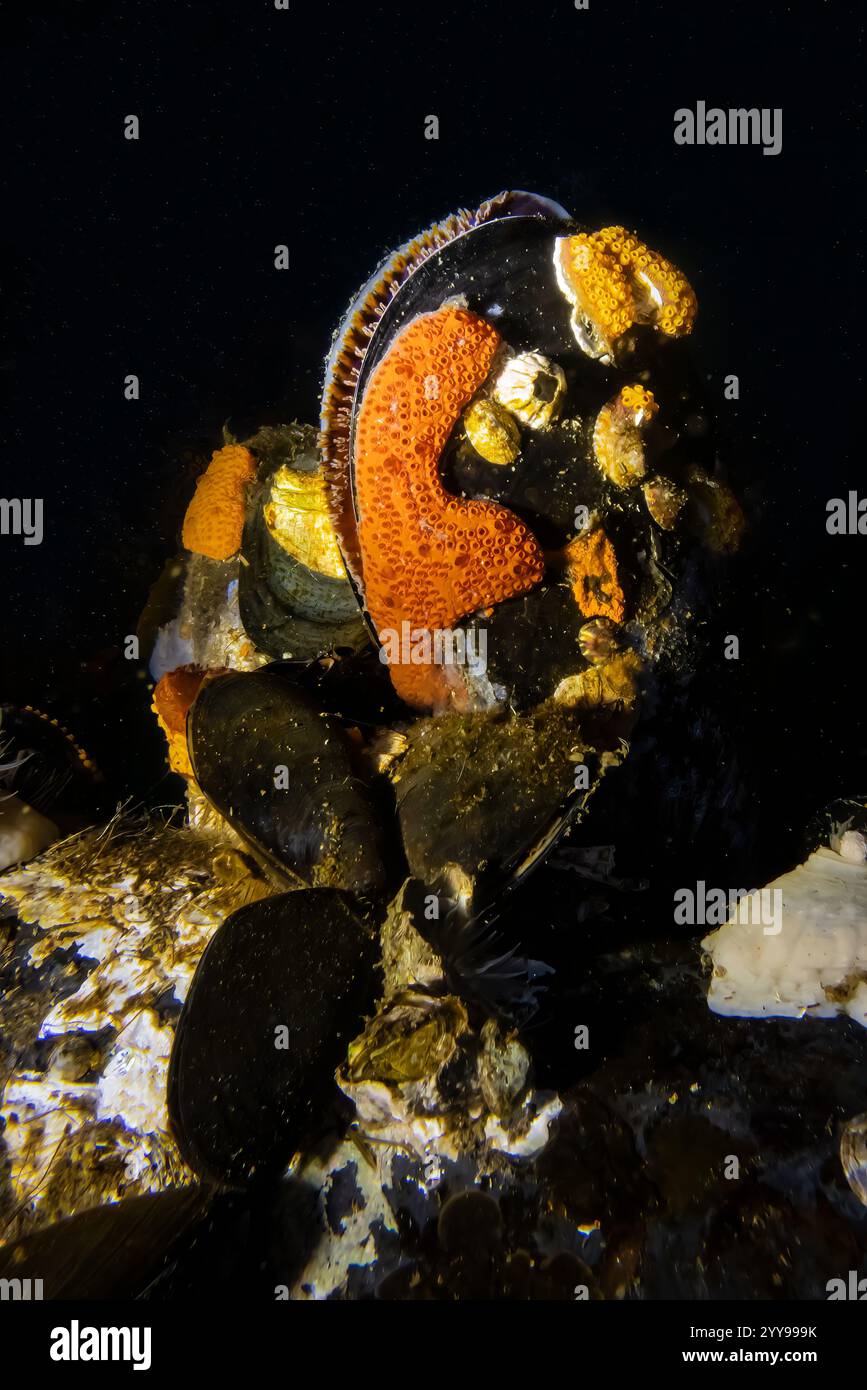 Pazifische blaue Muscheln- und Kettentunicate in Port Orchard Marina, Port Orchard, Washington State, USA Stockfoto