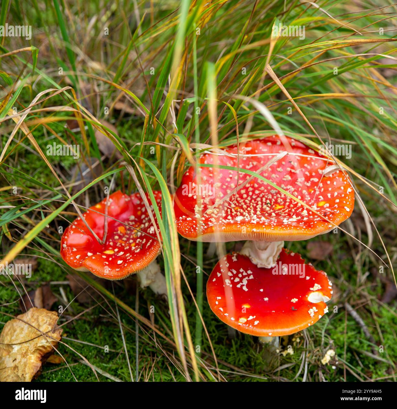 Drei rote Kappen mit weißen Flecken sind charakteristisch für Amanita muscaria, auch bekannt als Fliegenpilz. Es ist ein sehr gut erkennbarer, aber giftiger Pilz Stockfoto