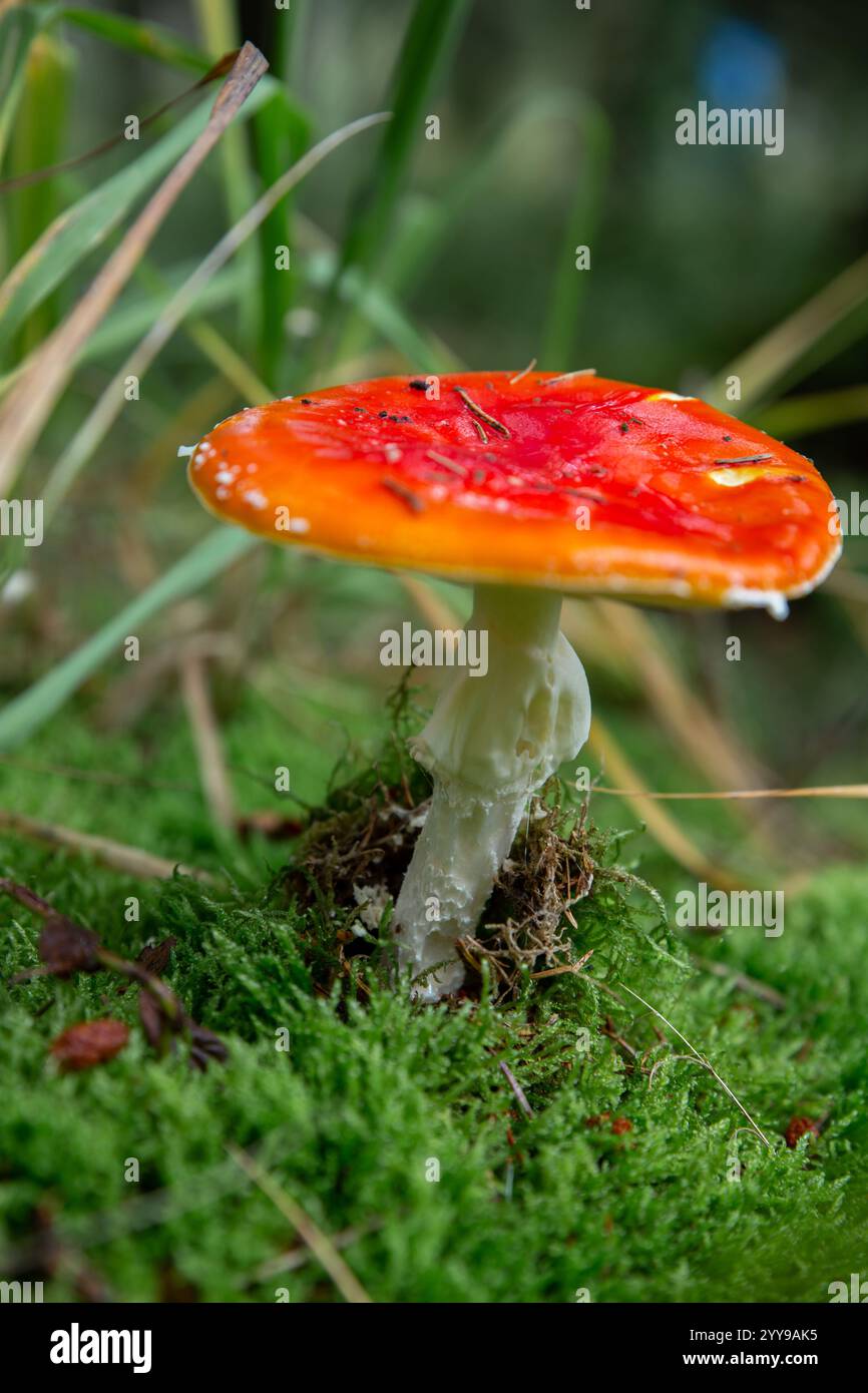 Die leuchtend rote Kappe mit weißen Flecken ist charakteristisch für Amanita muscaria, auch bekannt als Fliegenpilz. Es ist ein sehr gut erkennbarer, aber giftiger Pilz Stockfoto