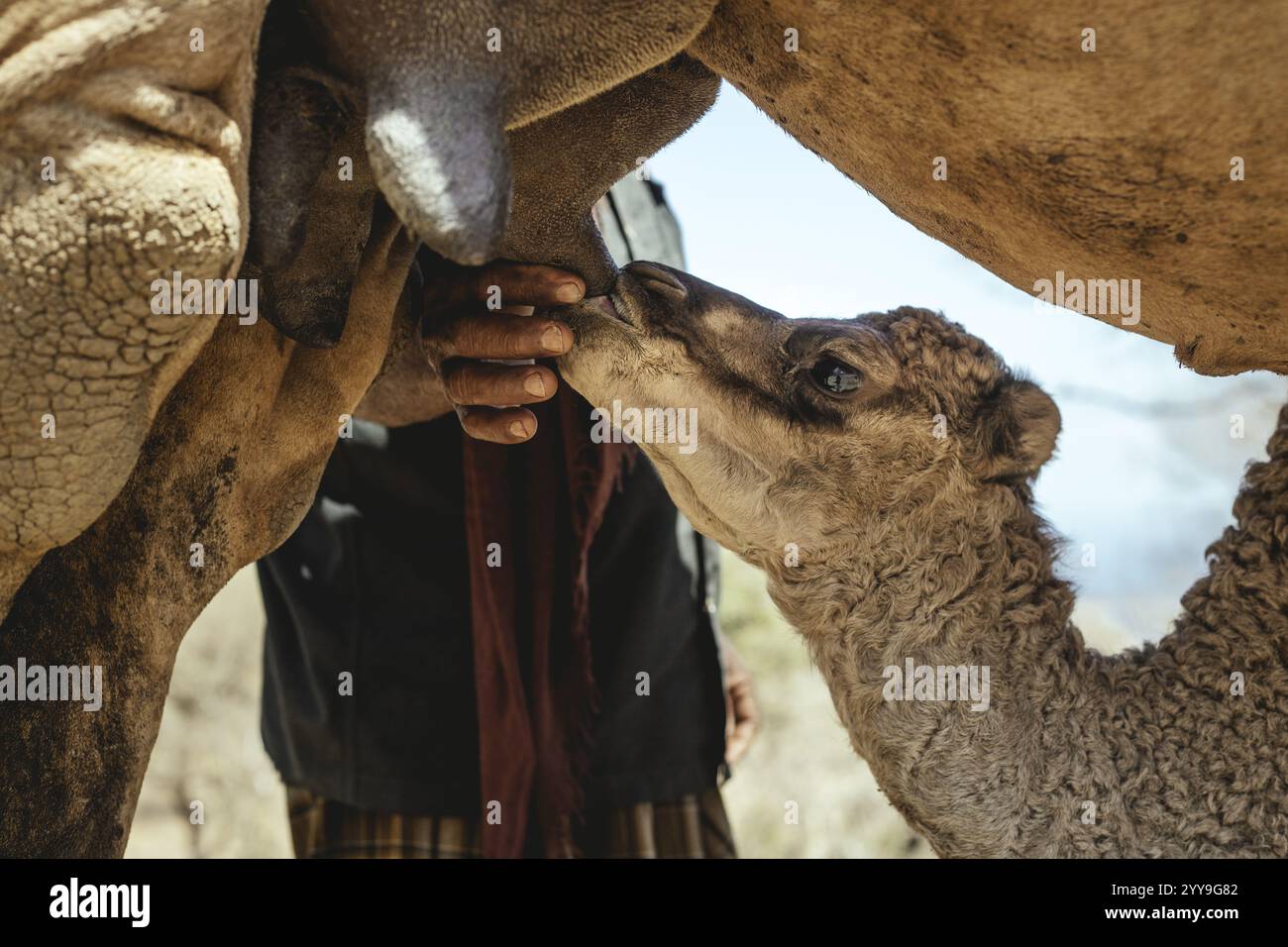 Kamelkalb säugt am Euter seiner Mutter auf der Kamelfarm von Scheich Ahmed Ali Al-Mahri, Kamelzüchter, Sarfeit, Dhofar, Oman, Asien Stockfoto