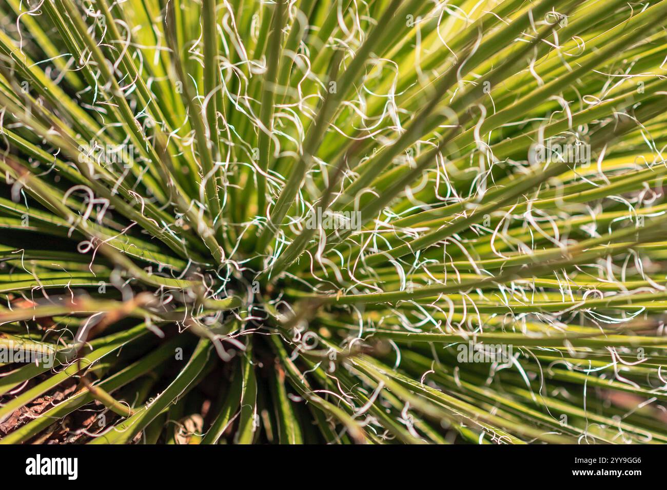 Eine Nahaufnahme einer Pflanze mit vielen Stacheln. Die Pflanze ist grün und hat eine große Textur Stockfoto