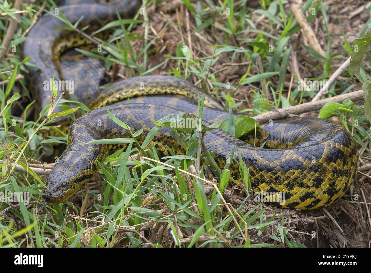 Gelbe Anaconda (Eunectes notaeus), auch Paraguay anaconda oder südliche Anaconda, Boa (Boidae), Constrictor Schlange, Zungen, riecht mit Zunge, Pantana Stockfoto