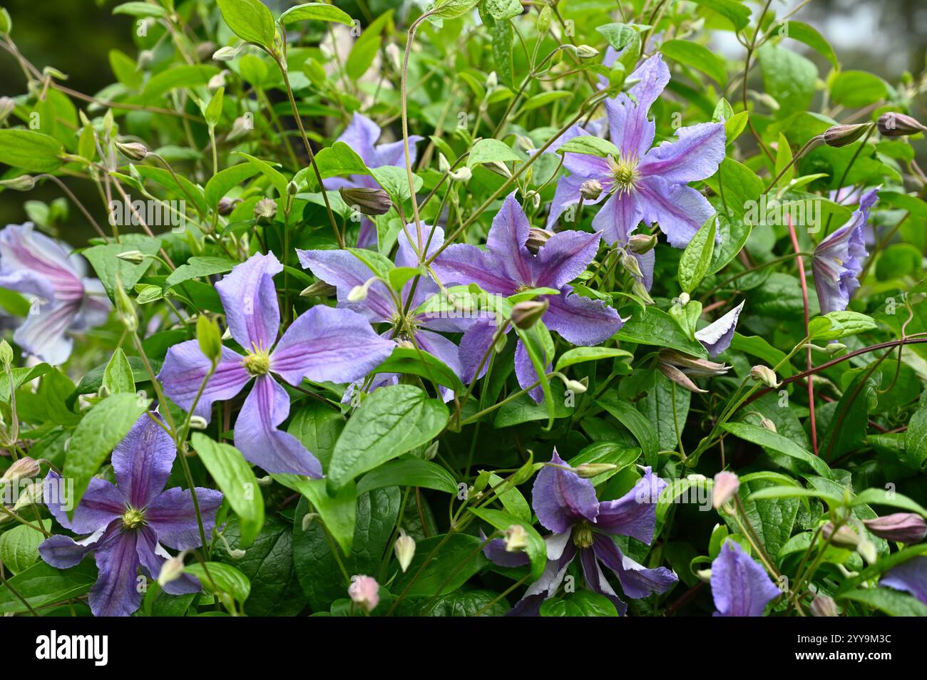 Blaue Sommerblumen der Gruppe 3 Clematis „Perle d'Azur“ im britischen Garten Juli Stockfoto