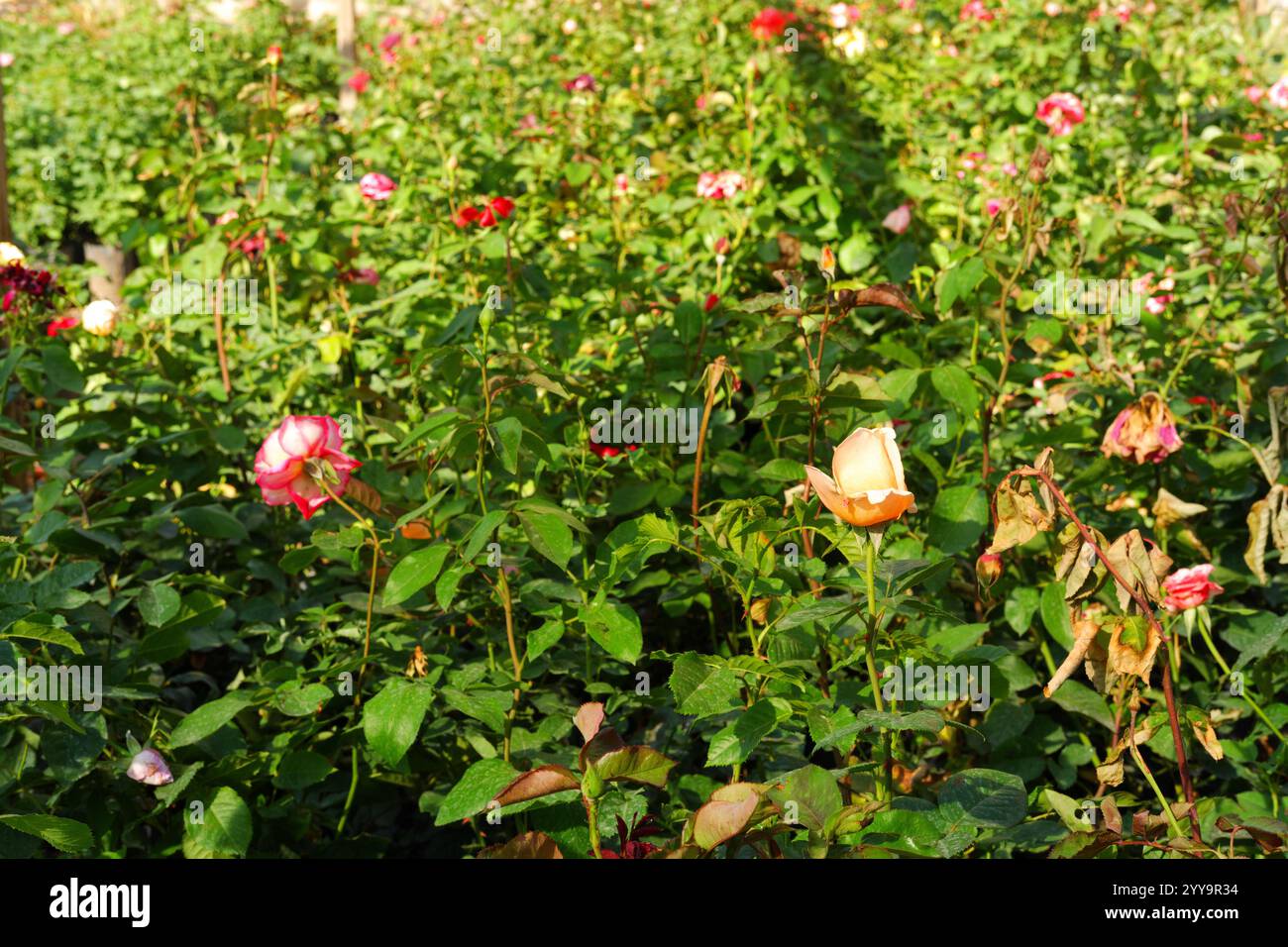 Bunte Blumen im Topf im Gewächshaus Stockfoto