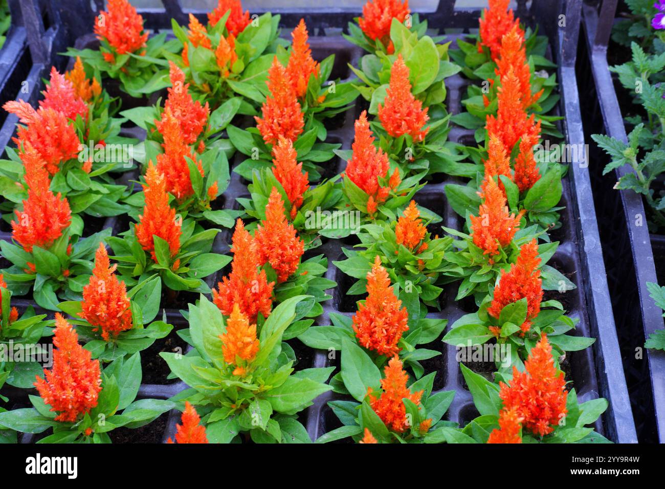 Bunte Blumen im Topf im Gewächshaus Stockfoto