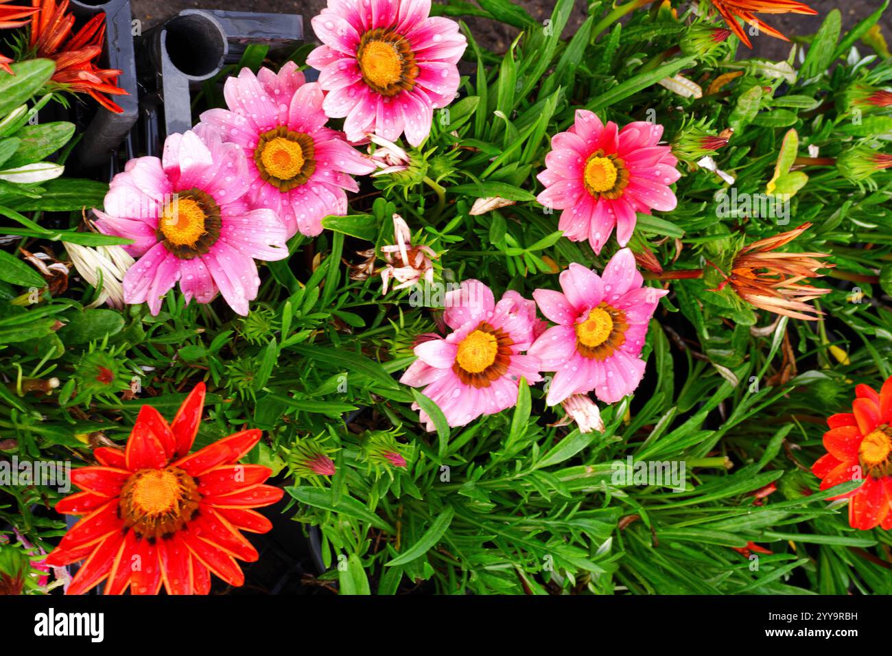 Bunte Blumen im Topf im Gewächshaus Stockfoto