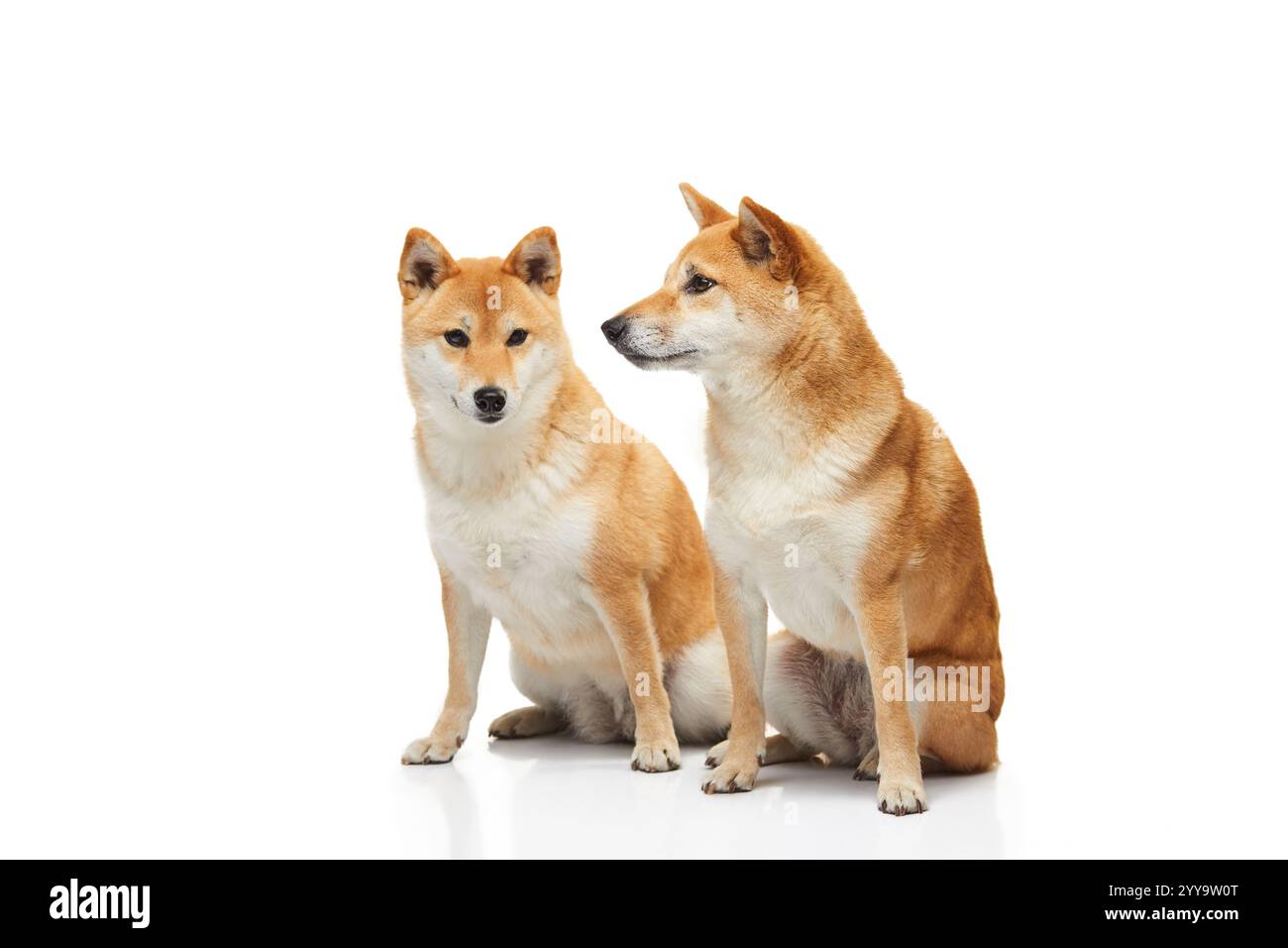 Zwei Shiba Inu-Hunde spielen spielerisch miteinander, sitzen Seite an Seite mit lebhaften Ausdrücken, ihre roten Mäntel bilden einen Kontrast zu einem sauberen weißen Studio-Rücken Stockfoto