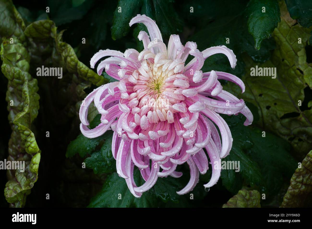 Einzelne lila Gartenmutter an einem regnerischen Tag im Garten. Stockfoto