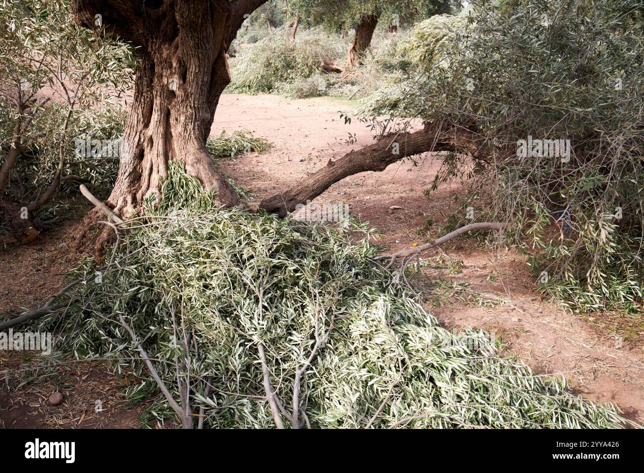 Geschnittene Olivenbäume im Hain in menara Gardens marrakesch, marokko Stockfoto