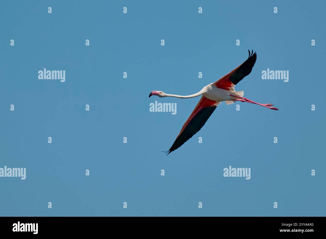 , Rosaflamingo Phoenicopterus roseus, Greater Flamingo Stockfoto