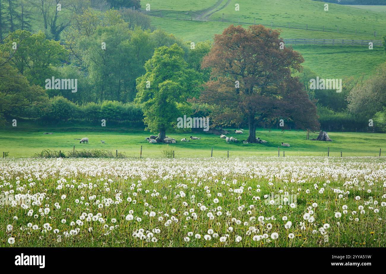 Ein Grasfeld mit Löwenzahn-Unkraut Stockfoto