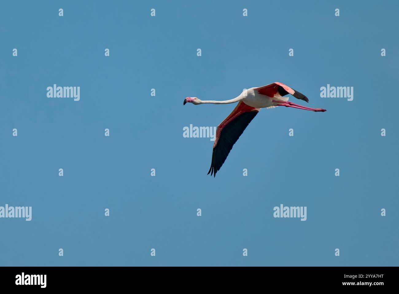 , Rosaflamingo Phoenicopterus roseus, Greater Flamingo Stockfoto
