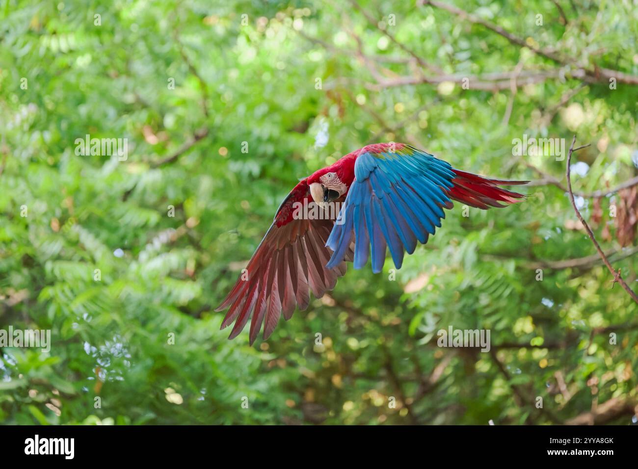 Scharlachara, Ara macao, Scharlach-Ara Stockfoto