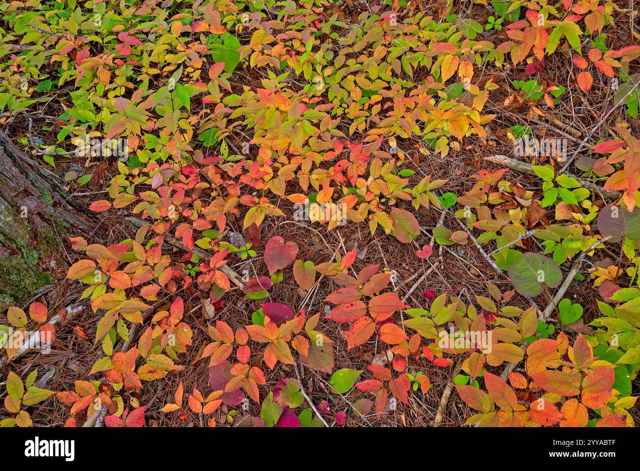 Herbstfarben auf dem Waldboden auf dem Gunflint Trail in Minnesota Stockfoto
