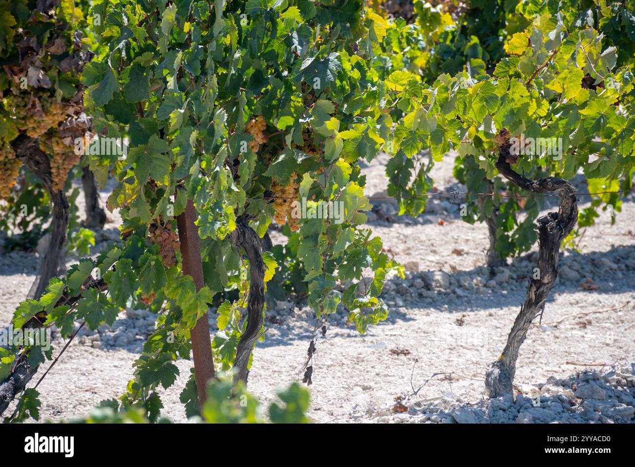 Ernte auf berühmten Sherry-Weinbergen in Andalusien, Spanien, süße pedro ximenez oder muscat oder Palomino-Trauben, die für die Herstellung von jerez, s verwendet werden Stockfoto