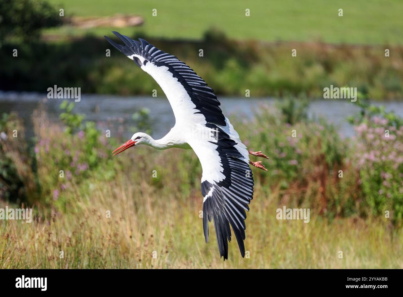 Ein Weißstorch fliegt tief zu Boden Stockfoto