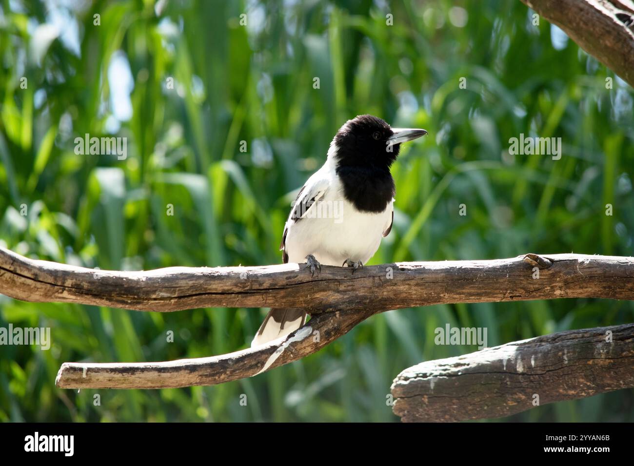 Der Rattenschlachtvogel ist ein mittelgroßer schwarz-weißer Vogel. Sie hat eine schwarze Kapuze, dunkelbraunes Auge und einen langen, hakenförmigen, grauen und schwarzen Schnabel Stockfoto