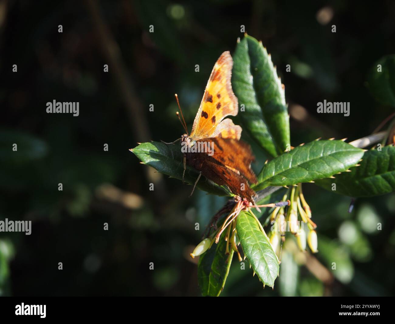 Close – Aufnahme eines Polygonia c-Albums oder eines Komma-Schmetterlings auf einem Zweig der winterberitze (berberis julianae) an einem sonnigen Apriltag in Bonn. Stockfoto