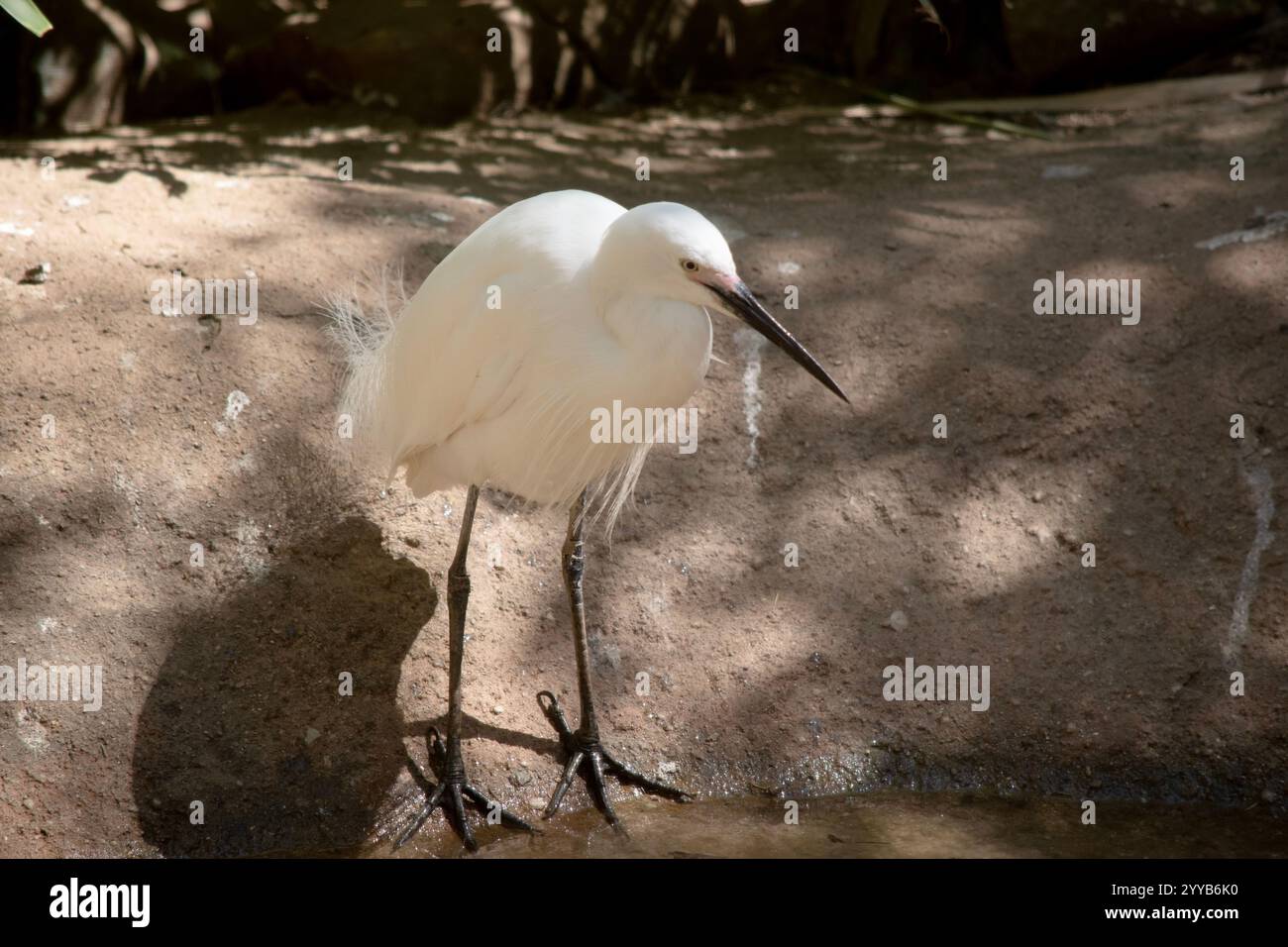 Der kleine Reiher hat einen relativ kurzen, dicken Hals, einen stabilen Schirm und eine gekrümmte Haltung. Es ist hauptsächlich weiß mit schwarzem Schnabel Stockfoto