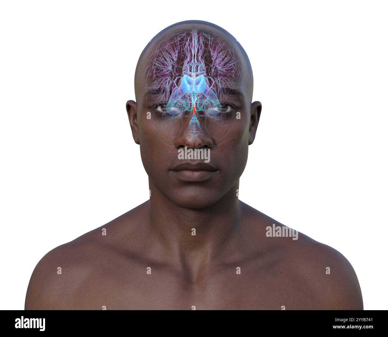 Computerdarstellung des menschlichen Gehirns mit orangefarbenem Aquädukt und grünem Ventrikelsystem mit Liquorfluss. Stockfoto