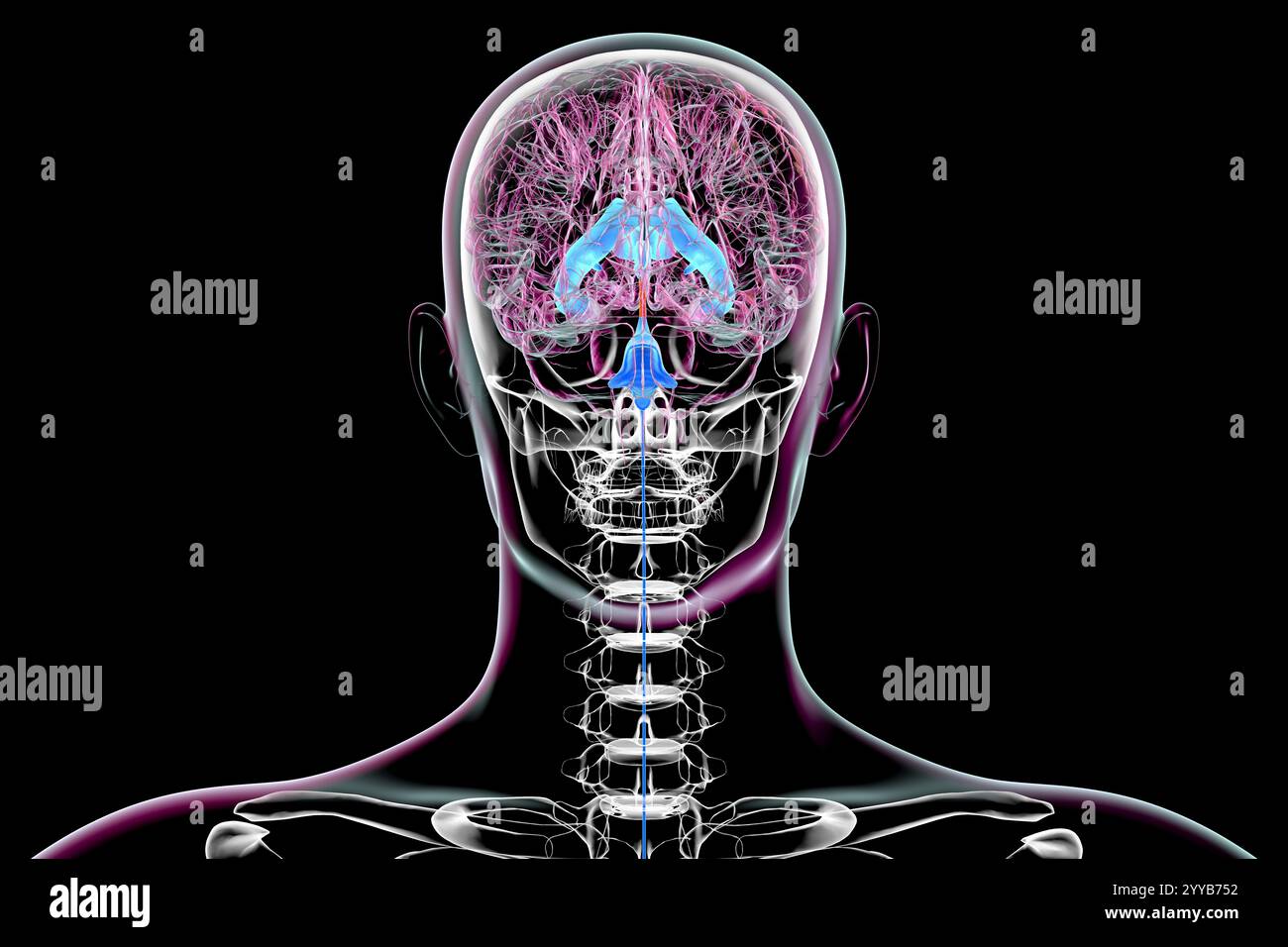 Computerdarstellung des cerebralen Aquädukts (orange), eines schmalen Kanals im Mittelhirn, der den dritten und vierten Ventrikel verbindet und den Liquorfluss erleichtert. Rückansicht. Stockfoto