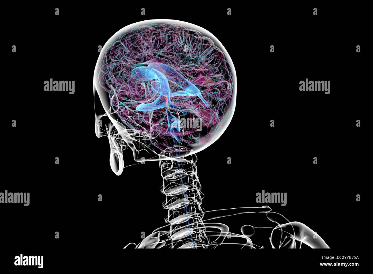 Computerdarstellung des cerebralen Aquädukts (orange), eines schmalen Kanals im Mittelhirn, der den dritten und vierten Ventrikel verbindet und den Liquorfluss erleichtert. Stockfoto