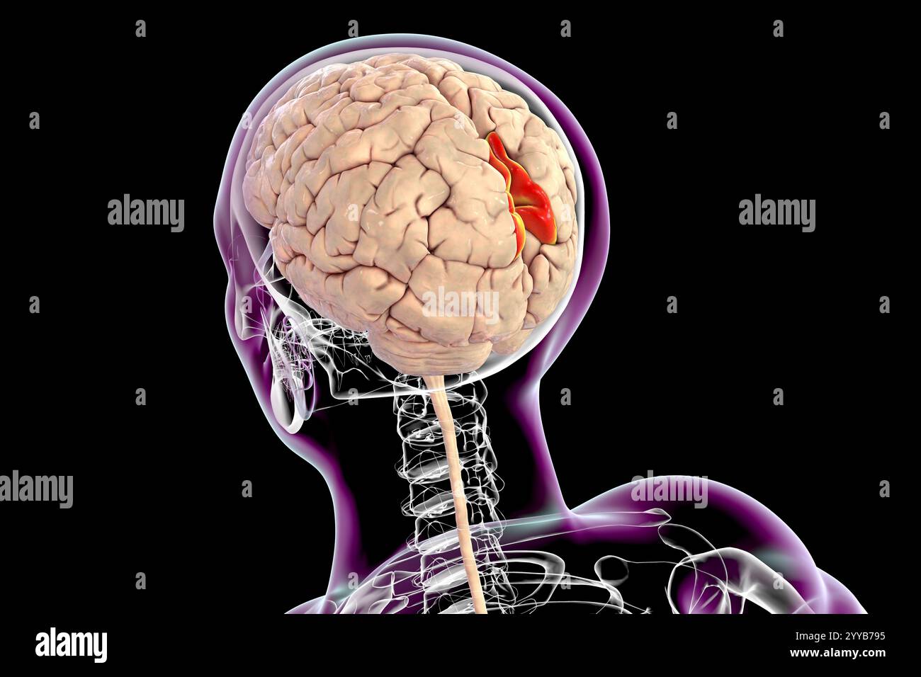 Computerdarstellung eines menschlichen Gehirns mit hervorgehobenem Precuneus Gyrus. Der Precuneus gyrus spielt eine Rolle in der Selbstreflexion, im Gedächtnis und im räumlichen Bewusstsein und ist an verschiedenen neuropsychiatrischen Zuständen beteiligt. Stockfoto