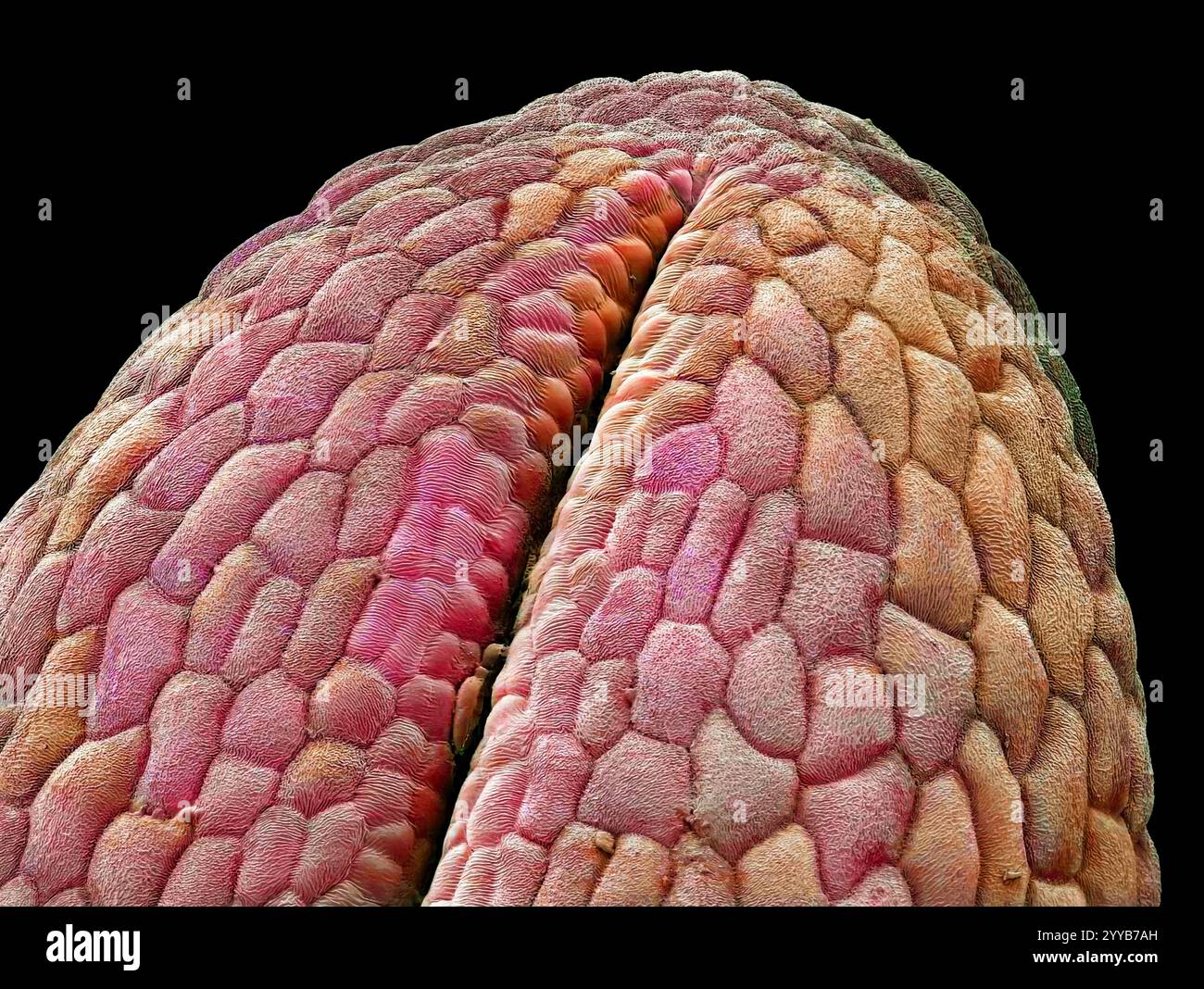 Zwiebelwurzelkappe. Farbige Rasterelektronenmikrographie (REM) der Wurzelkappe einer jungen Zwiebelpflanze (Alium). An der Wurzelspitze befindet sich eine haarlose Wurzelkappe, die die Wurzel schützt. Direkt darüber befindet sich der apikale Meristem, ein Bereich schnell teilender Zellen, in dem das meiste Wachstum stattfindet. Vergrößerung: x200, wenn 10 Zentimeter breit gedruckt werden. Stockfoto