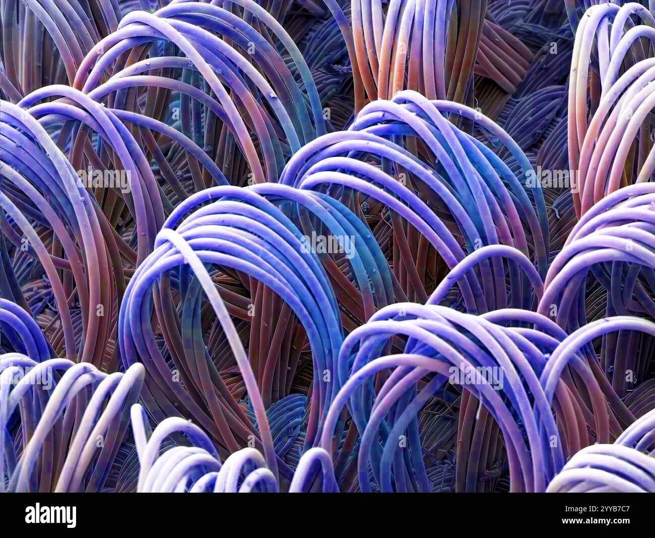 Wasserdichtes Material. Rasterelektronenmikrograph (REM). Polyurethan-beschichtetes Nylon wird in einer Vielzahl von Produkten verwendet, einschließlich Gepäck, Rucksäcken, Hosen, Militärbekleidung und Leistungsbekleidung. Diese Stoffe sind bekannt für ihre Langlebigkeit und Beständigkeit gegen Abrieb, Risse und Abrieb und sind zu 100 % wasserdicht und porenfrei. Diese Materialien sind ebenfalls selbstverlöschend und wirken im Brandfall nicht als Brandbeschleuniger. Vergrößerung: x60 bei Druck von 10 Zentimetern Breite. Stockfoto