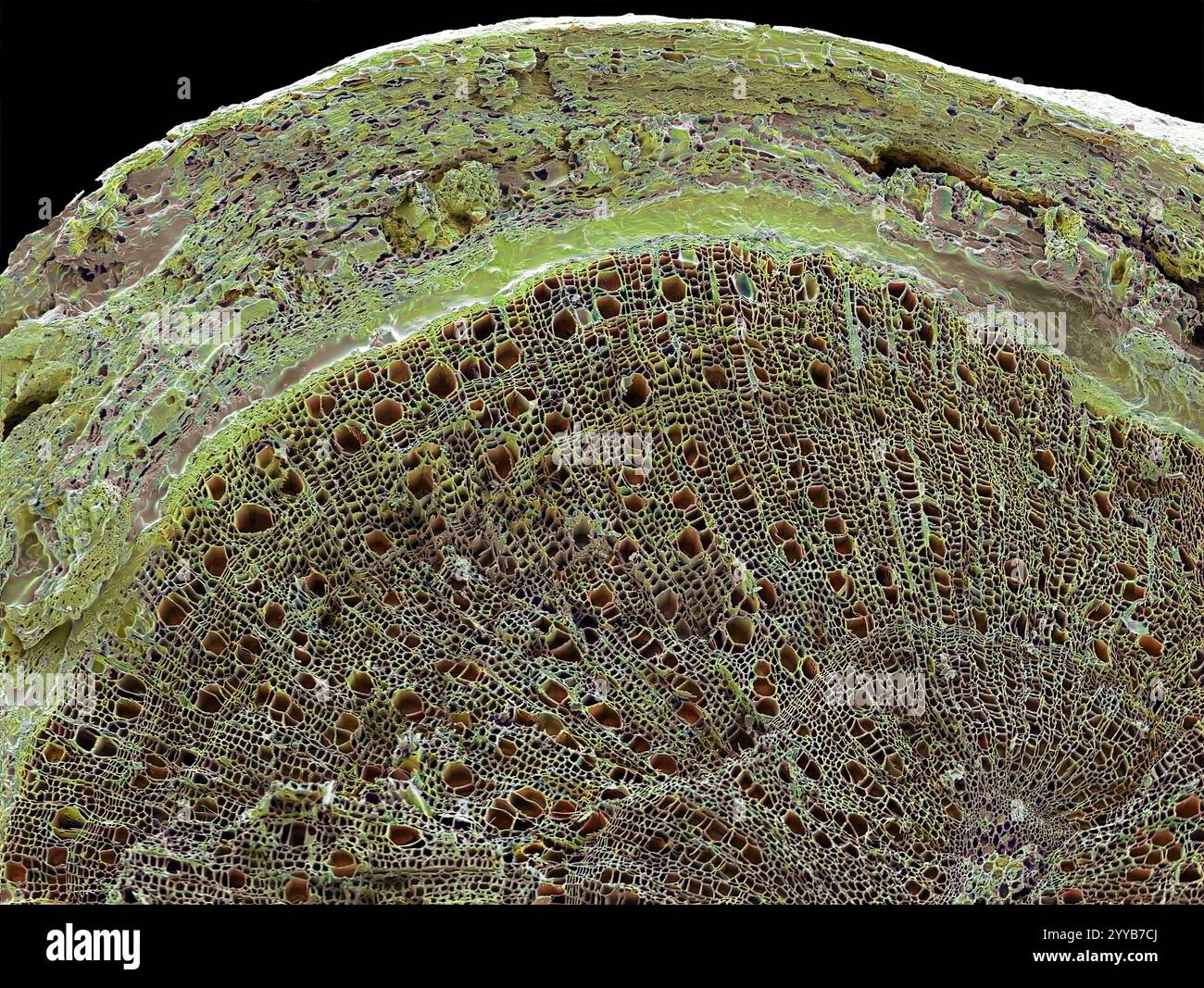 Holzstiel. Farbige Rasterelektronenmikrographie (REM) eines Querschnitts durch den Stamm einer Holzpflanze. Der Großteil des Gewebes, das hier zu sehen ist, ist sekundäres Xylem (dunkelgrün), das Wasser und Mineralnährstoffe von den Wurzeln durch die Pflanze transportiert. Ein dünner Ring um das Xylem bildet das Phloem (blassgrün), das Kohlenhydrate und Pflanzenhormone um die Pflanze transportiert. Das äußere Gewebe des Stammes ist die Rinde. Vergrößerung: 30 x bei 10 Zentimeter breitem Druck. Stockfoto